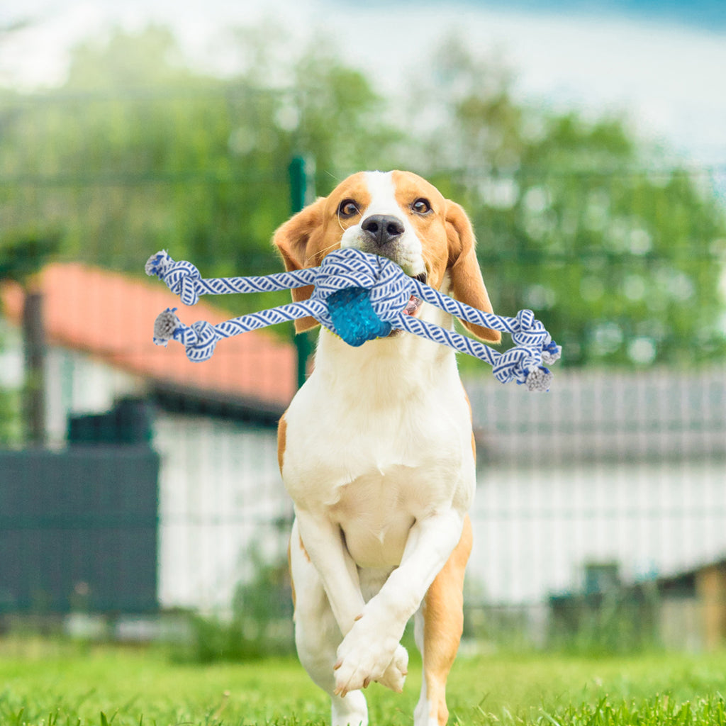 PaWz Dog Chew Toys Squeaky Puppy Pet-1973194202787483655