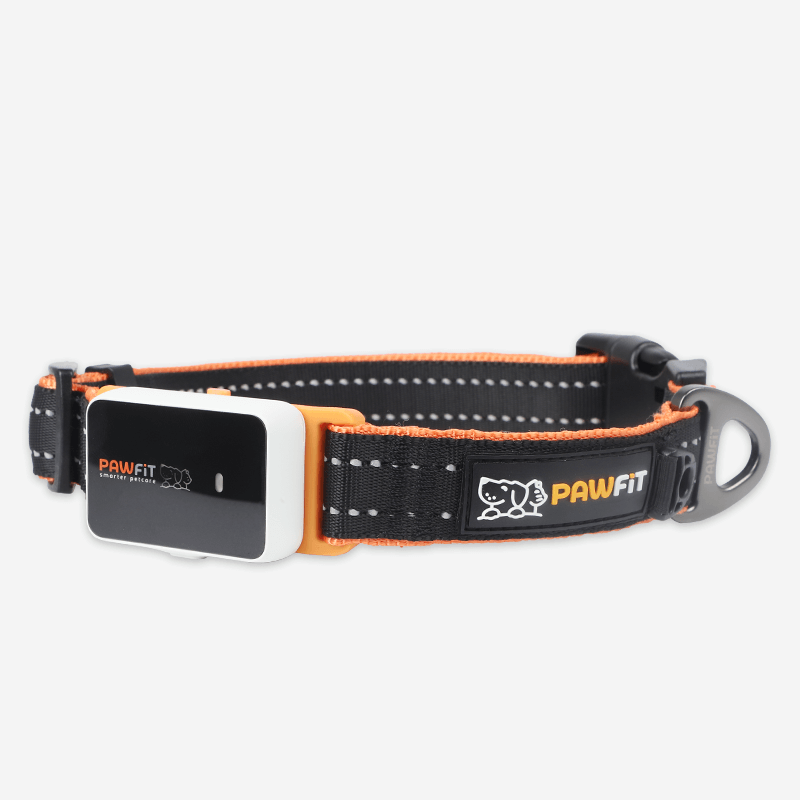 Pawfit 3 Collar Medium-1869883042252853248